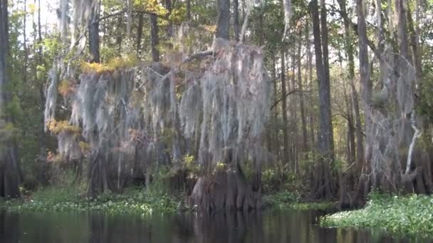 Ağaçta büyüyen moss — Stok video