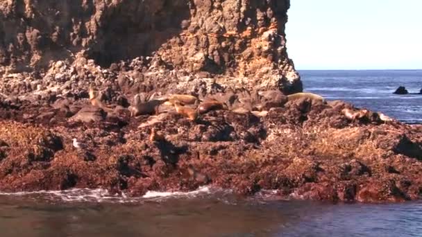 海豹繁殖地在海峡群岛国家公园 — 图库视频影像