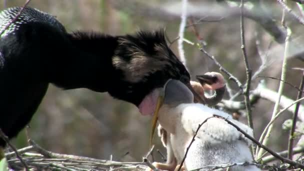 Vogelschutz und Fütterung der Küken im Nest — Stockvideo