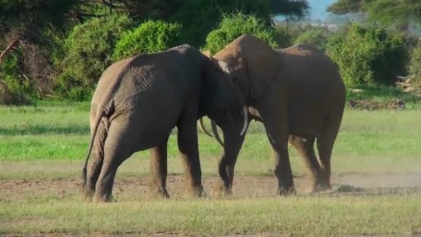Os elefantes lutam e se chocalham — Vídeo de Stock