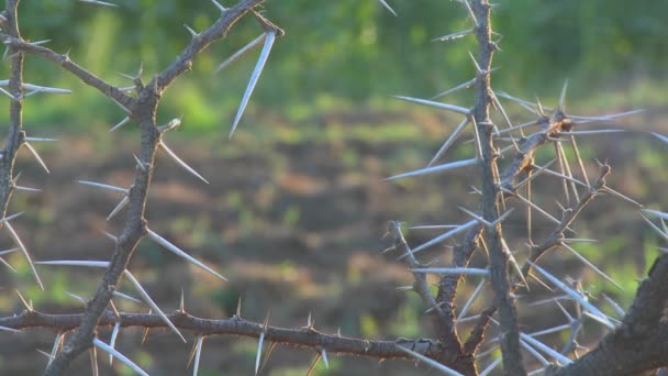 Spiky branches of an African thorny bush — Stock Video