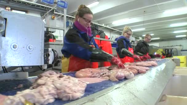 Mulheres trabalham cortando e limpando peixes na fábrica — Vídeo de Stock