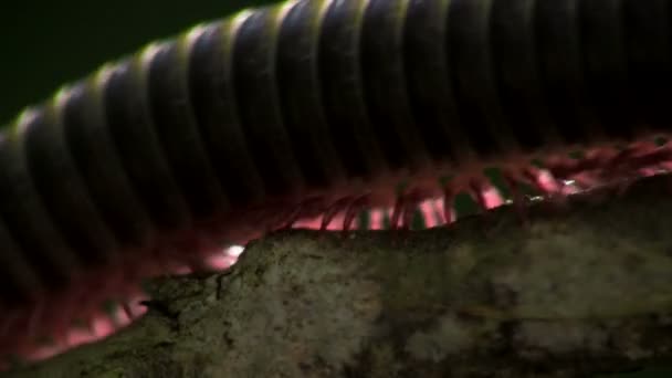 Millipede moving along a branch — Stock Video