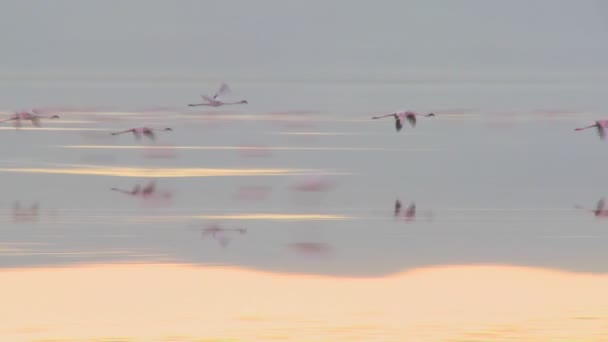 Фламинго летят через озеро — стоковое видео