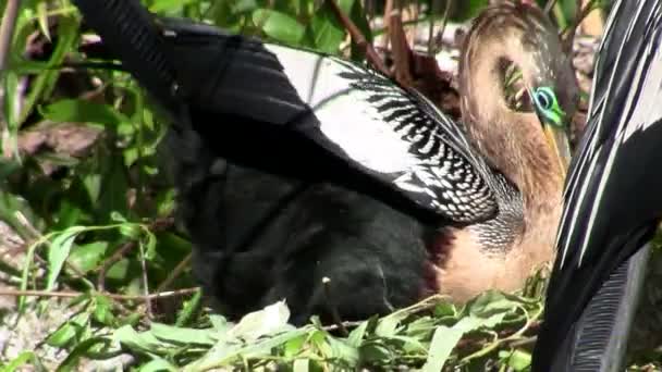 Heron fåglar bygger ett bo — Stockvideo