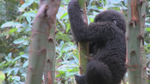 Gorila bebé comer eucalipto árbol — Vídeo de stock