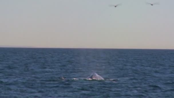 Walvis plashes met zijn staart voor de kust — Stockvideo