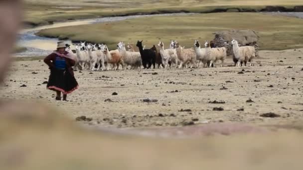 Alpaca kudde en traditionele dorpsbewoner — Stockvideo