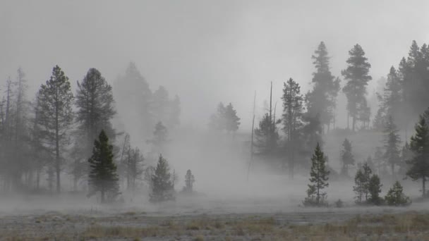 Niebla en un bosque de pinos — Vídeo de stock