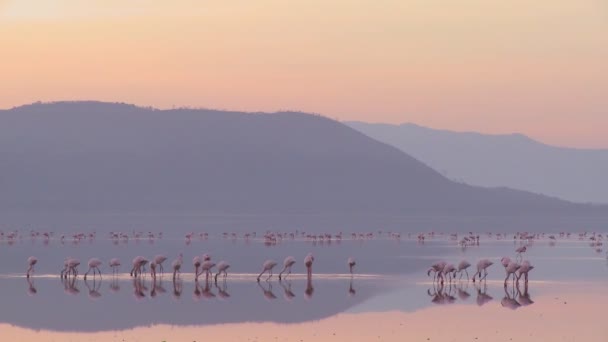 Flamingi w świetle wczesnego poranka — Wideo stockowe