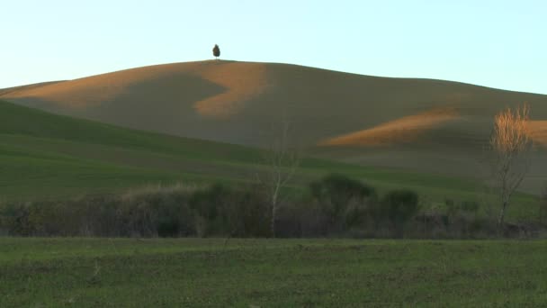 Tree stands on a hill in Tuscany — Stock Video
