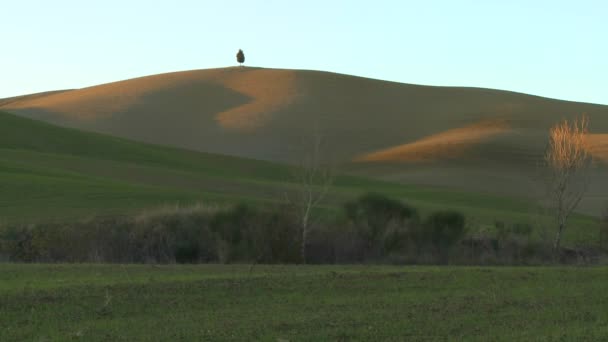 Árvore fica em uma colina na Toscana — Vídeo de Stock