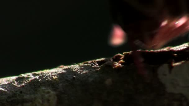 Σαρανταποδαρούσα που κινείται κατά μήκος ένα υποκατάστημα — Αρχείο Βίντεο