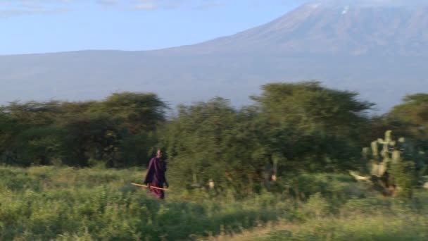 Guerrero Masai camina en Tanzania — Vídeos de Stock