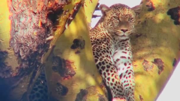 Ein Leopard liegt in einem Baum. — Stockvideo