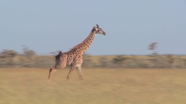 Jirafa corre a través de savannah — Vídeo de stock