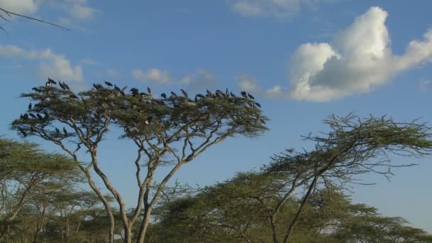 Vogels uitbarsting van een boom — Stockvideo