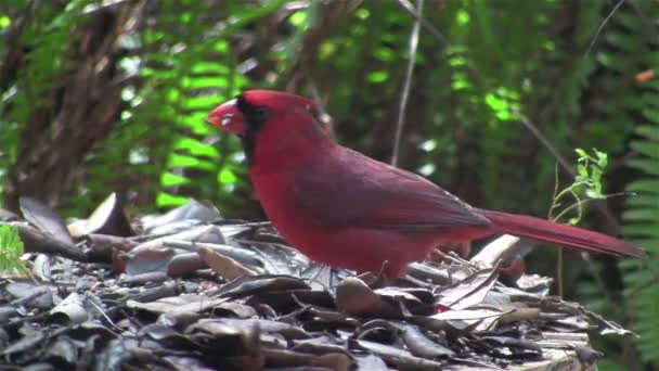 Uccello rosso appollaiato a terra — Video Stock