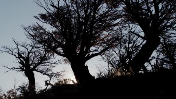 Arbres silhouettés dans une forêt — Video