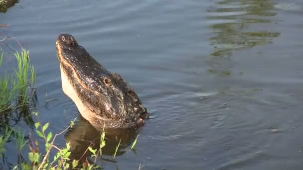 Alligator raises his head from water — Stock Video