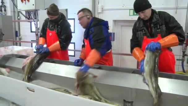 Hombres cortando pescado en fábrica — Vídeos de Stock