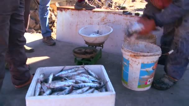 Pescador exibir sua captura — Vídeo de Stock