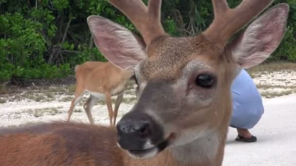 Les gens nourrissent les cerfs — Video