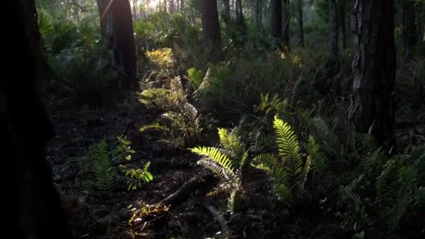 Mystisk tropisk regnskog. — Stockvideo