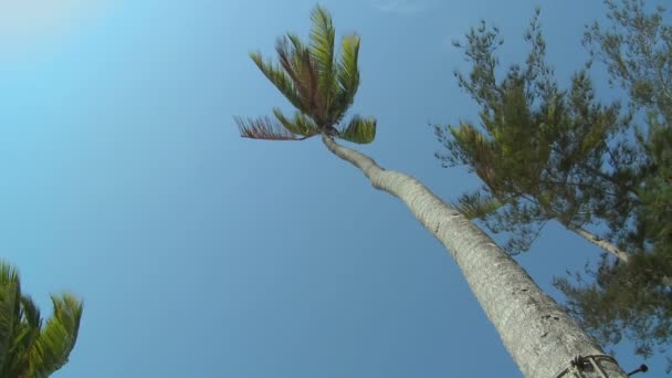 Пальмовое дерево, дует ветер — стоковое видео