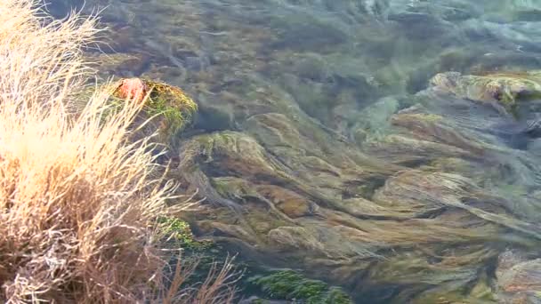 Вода тече в гірському потоці — стокове відео