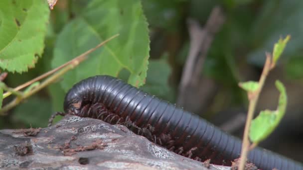 Entipede crawls across branch — Stock Video