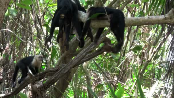 Monos juegan en una palmera — Vídeos de Stock