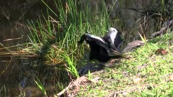 Cormorán en la orilla del lago en Everglades — Vídeo de stock