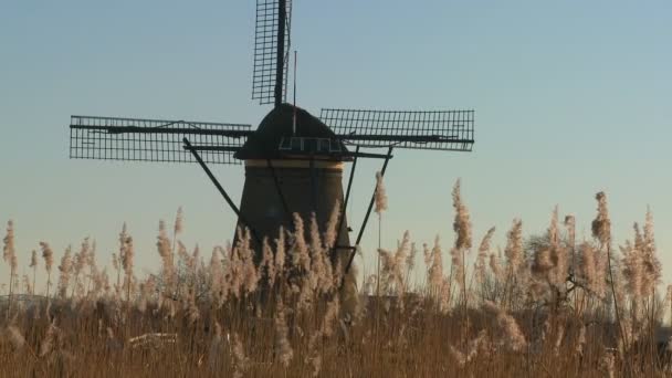 Ветряная мельница поднимается за травой — стоковое видео