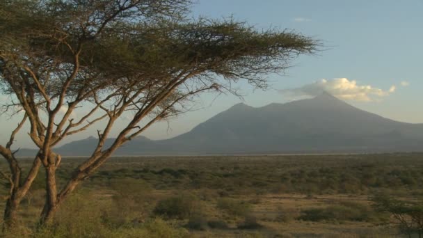 Mt. meru durch die Savanne von Tansania. — Stockvideo