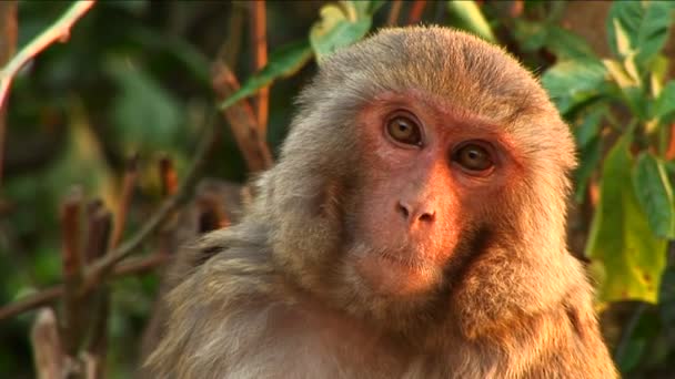 Singe assis sur l'arbre — Video