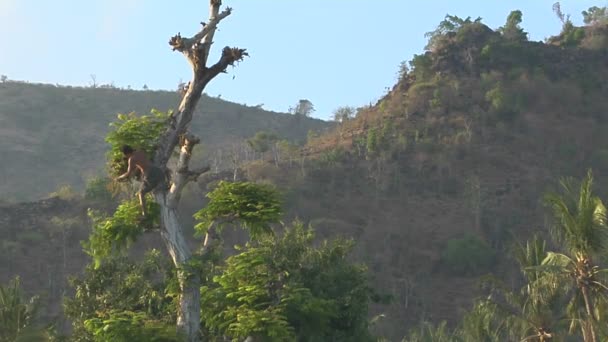 Un homme coupe des branches — Video