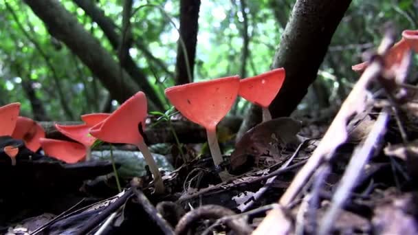 En röd svamp växer — Stockvideo
