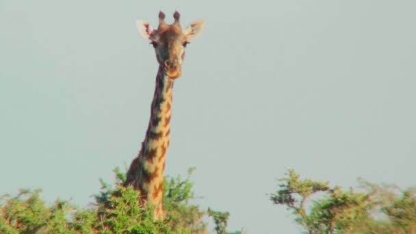 Een giraffe collega's over de boomtoppen. — Stockvideo