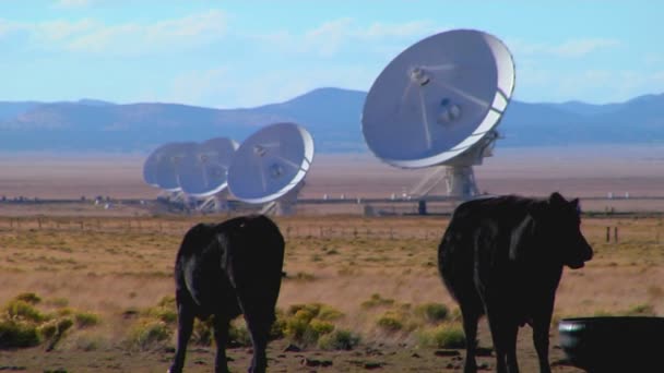 Platos satélite con ganado — Vídeos de Stock