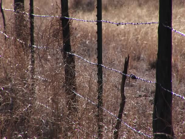 Дротяний паркан в трав'янистому полі — стокове відео