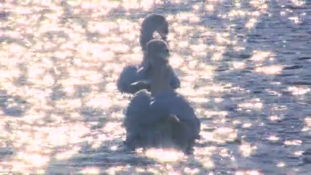 Dois cisnes brancos flutuam em água cintilante em um lago . — Vídeo de Stock