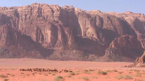 Ovinos em Wadi Rum, Jordânia — Vídeo de Stock