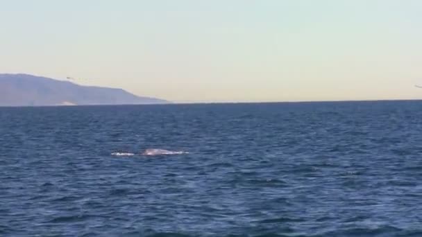 Whale stänk med sin svans utanför kusten — Stockvideo