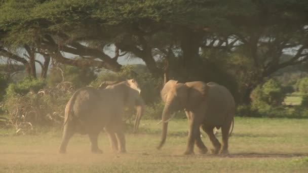 Elephants fight and tussle — Stock Video