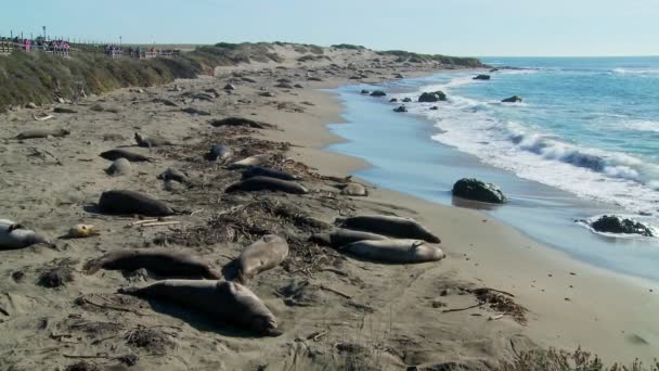 Elephant seals lie on a beach — Stock Video