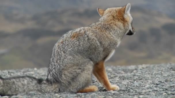 Räv i Patagonien-regionen — Stockvideo