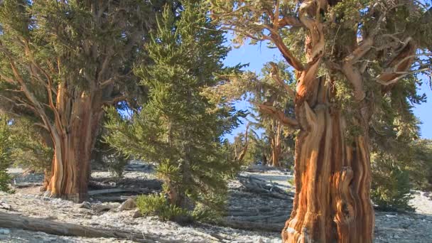 Beyaz dağlarda büyüyen çam ağaçları — Stok video