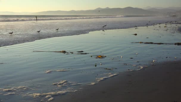 Shorebirds 모래를 통해 선택 — 비디오