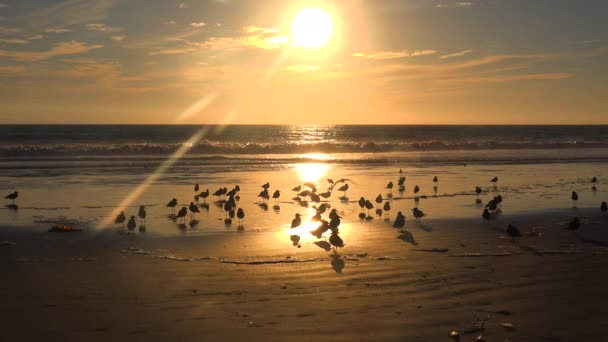 Shorebirds bask in golden sunset light — Stock Video